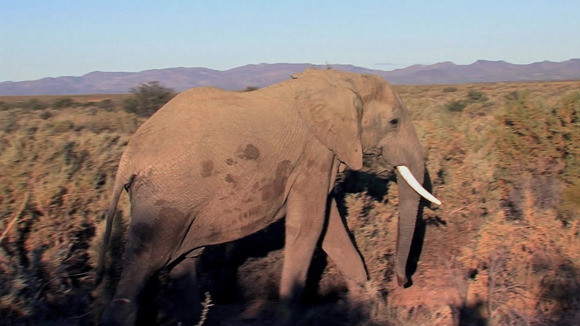 Forêt De Kelp Afrique Du Sud Replay Le parc Kruger en Afrique du Sud - ça roule ! ailleurs
