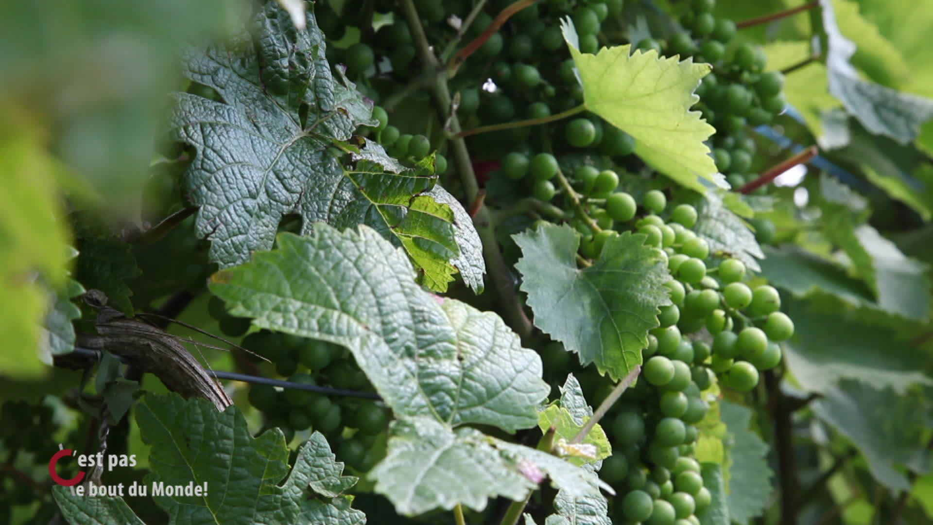 CPBDM-S2017-EP001-AU NOM DE LA VIGNE - VIN DE LIEGE